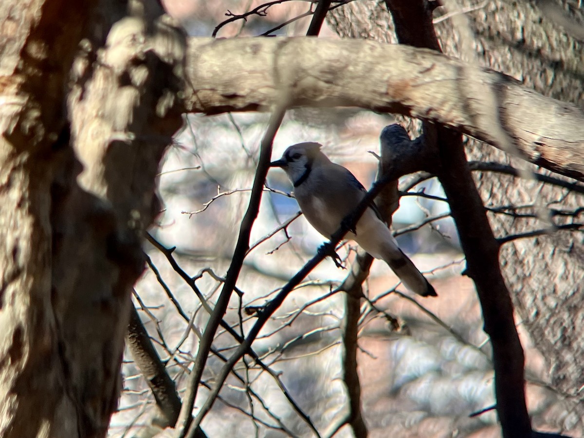 sojka chocholatá - ML645997147