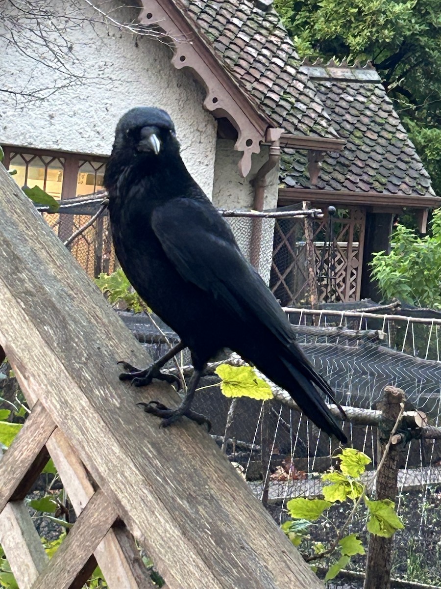 Carrion Crow - ML645997148