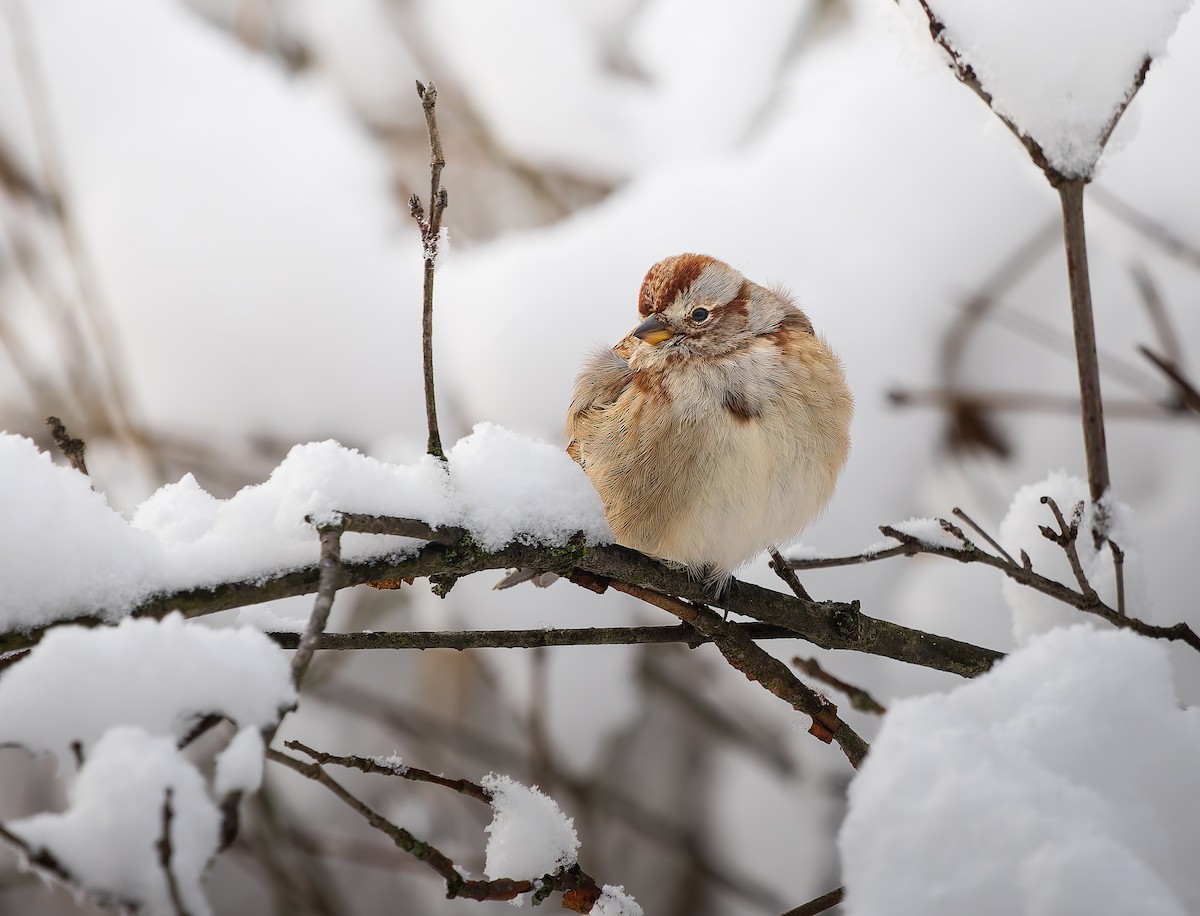 American Tree Sparrow - ML645997149