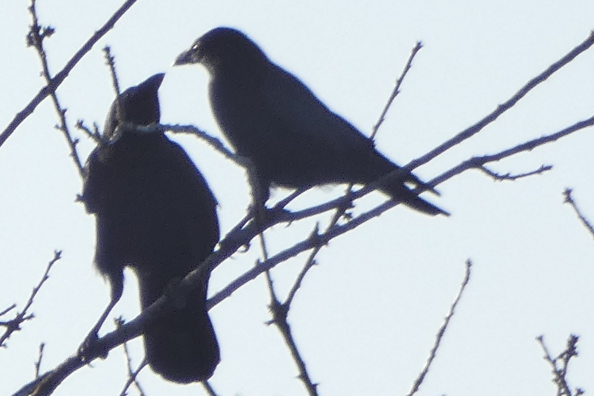 crow sp. - ML645997154