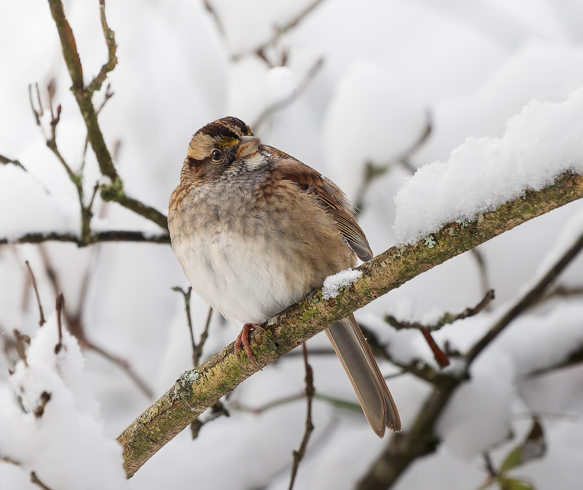 strnadec bělohrdlý - ML645997160