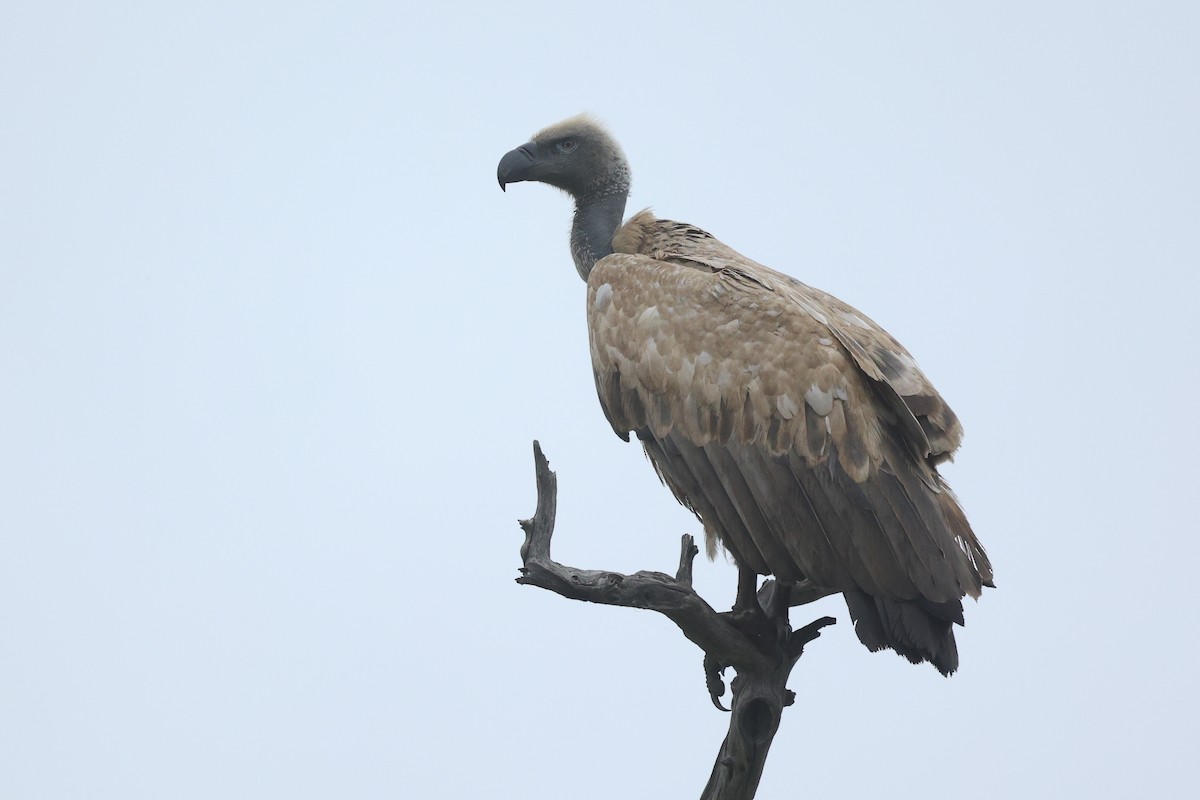 Cape Griffon - ML645997161