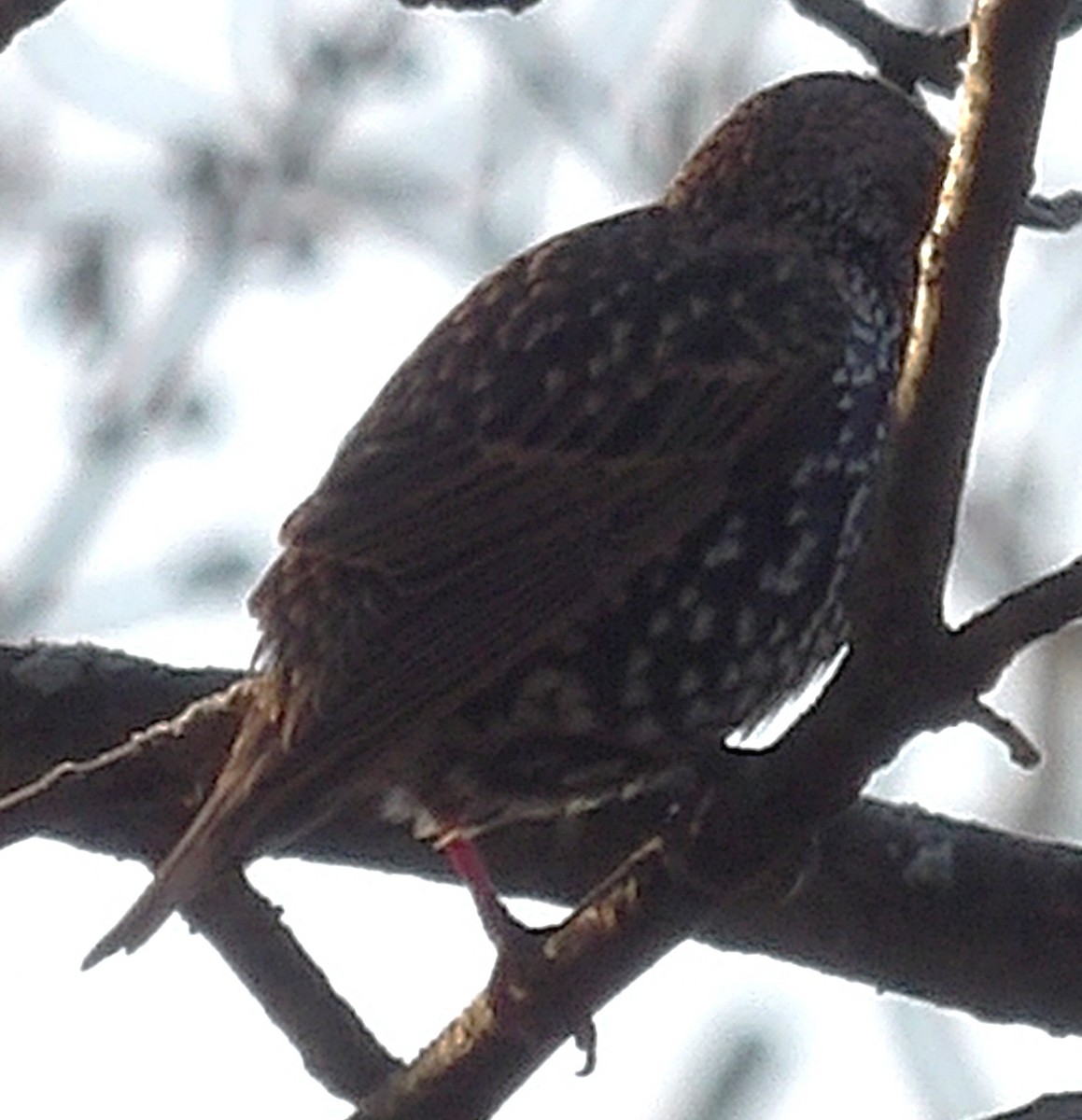 European Starling - ML645997162