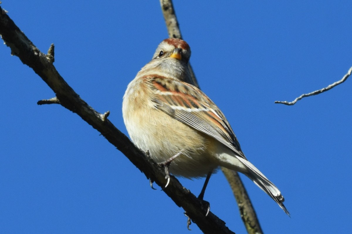 American Tree Sparrow - ML645997166