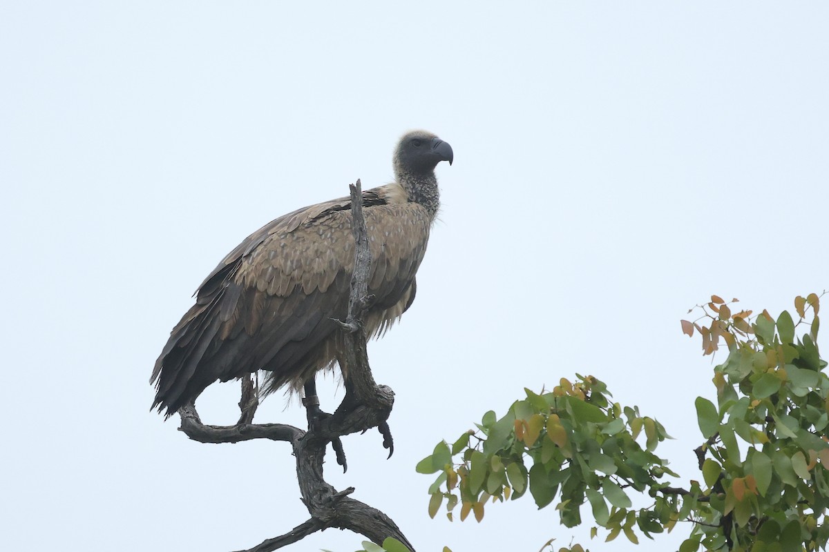 Ak Sırtlı Akbaba - ML645997167