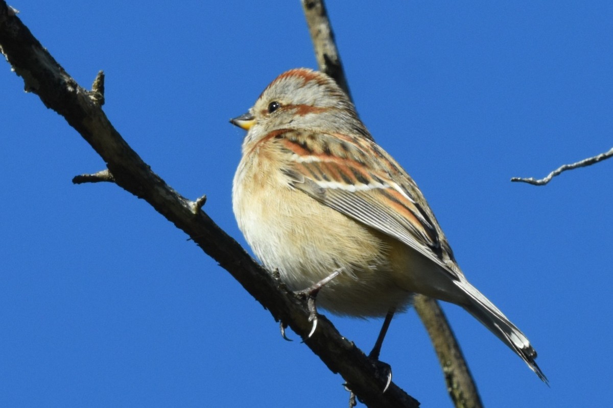 American Tree Sparrow - ML645997171