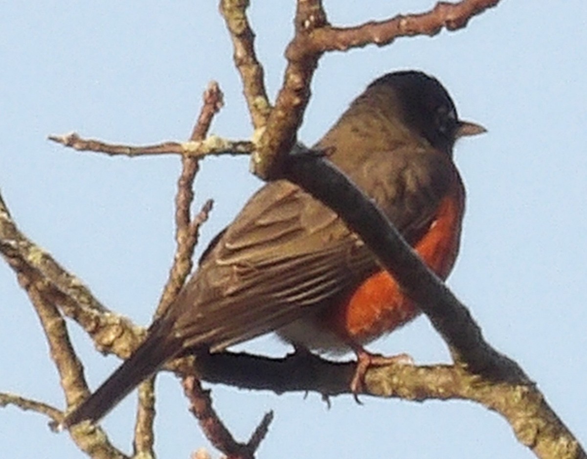 American Robin - ML645997172