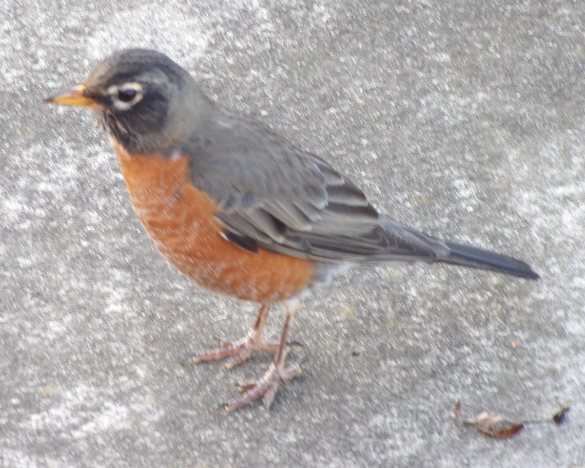 American Robin - ML645997173