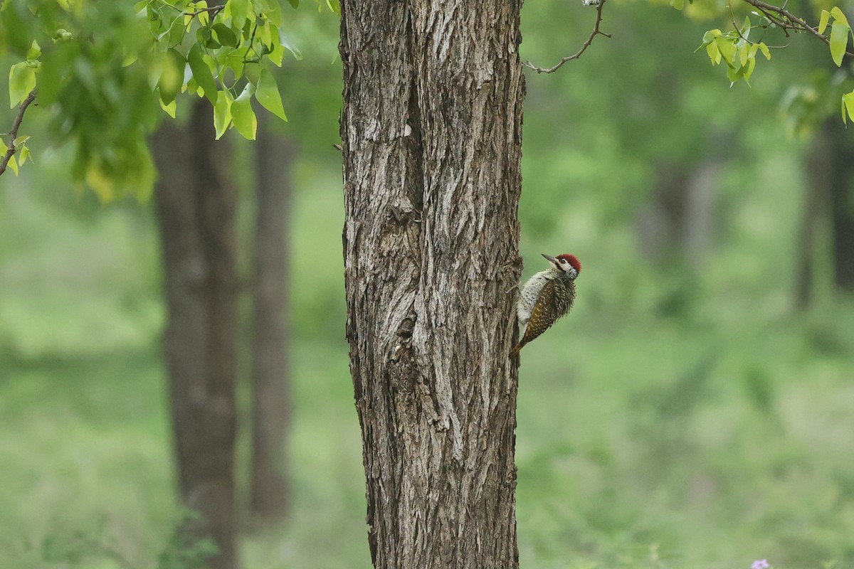 Bennett's Woodpecker (Bennett's) - ML645997179