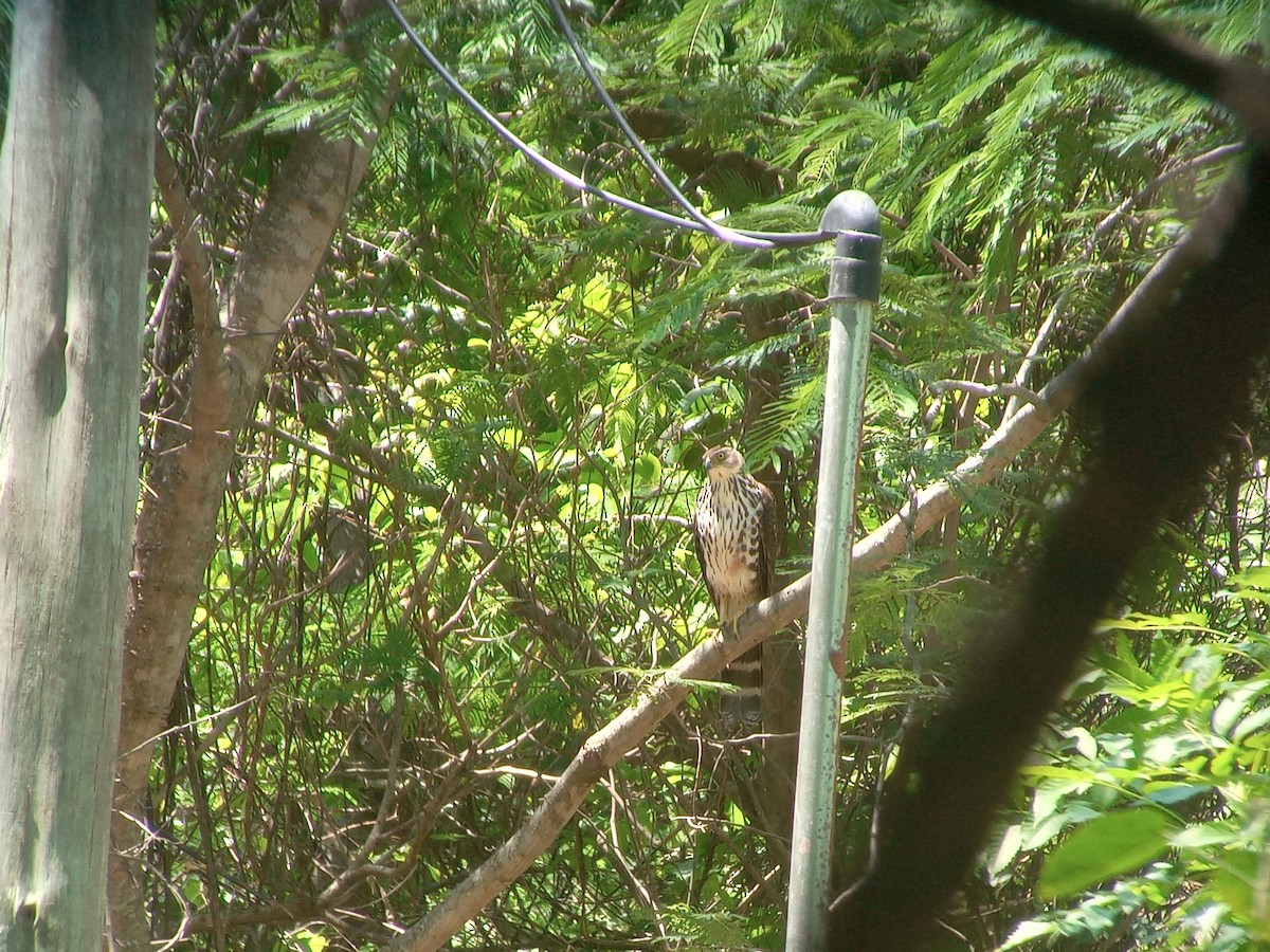 Bicolored Hawk - ML645997182