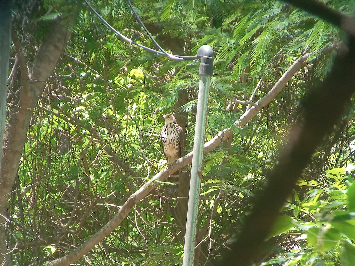 Bicolored Hawk - ML645997183