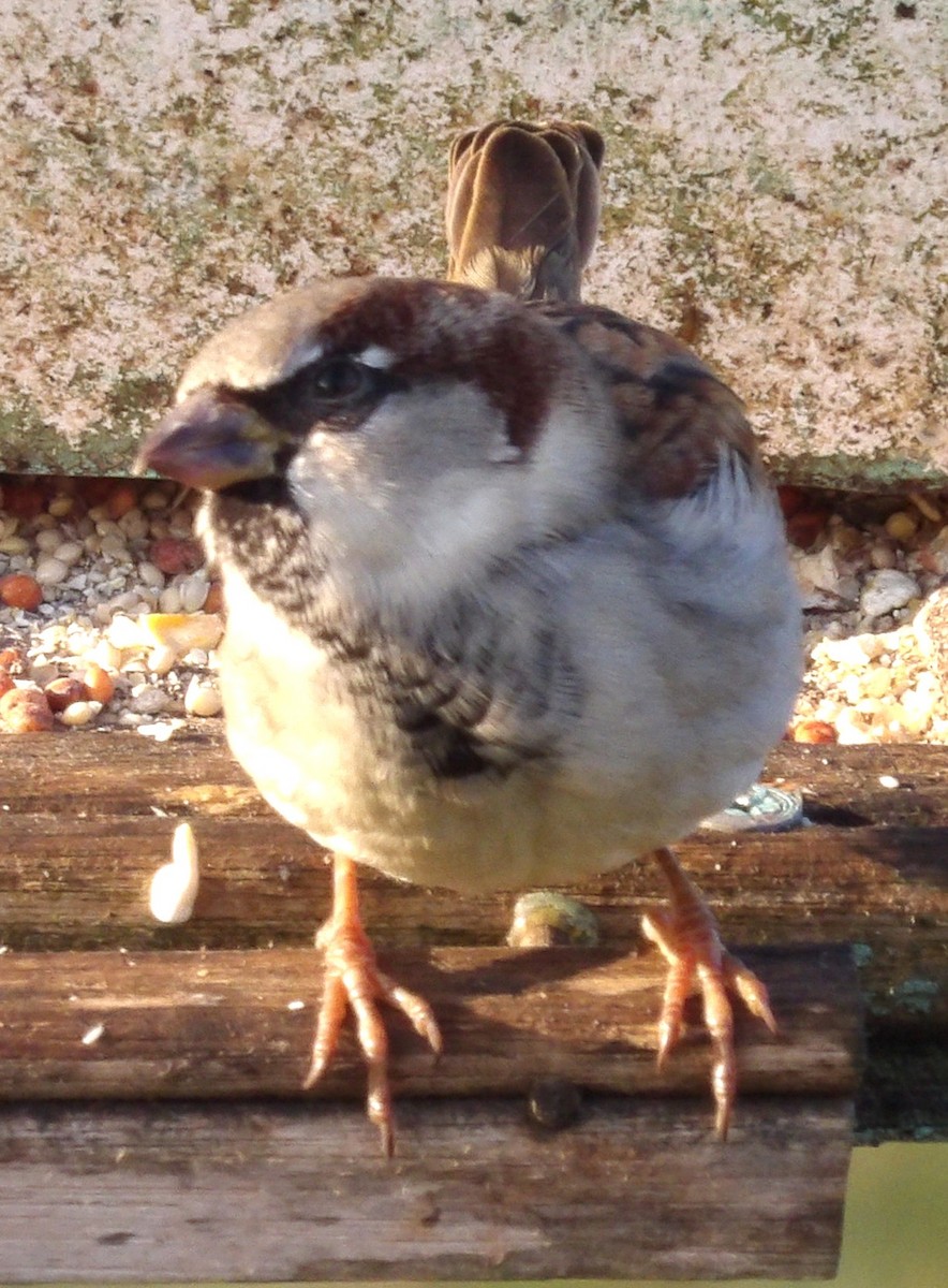 House Sparrow - ML645997188