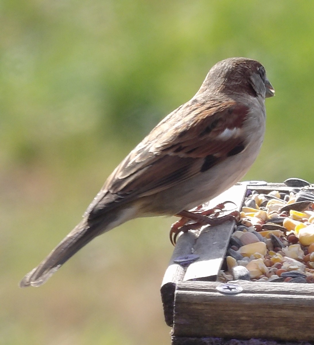 House Sparrow - ML645997189