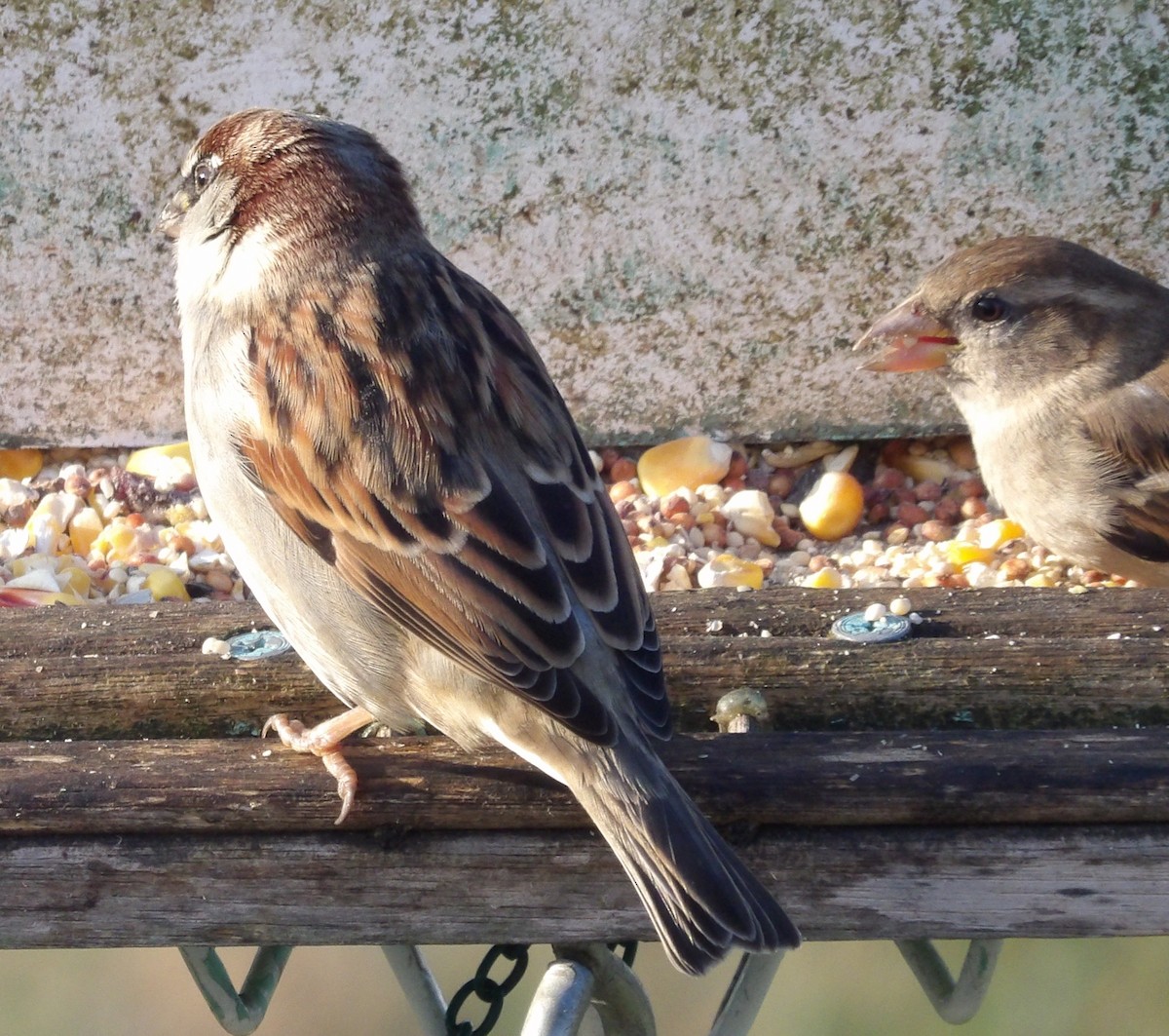 House Sparrow - ML645997190
