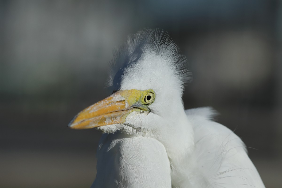 Great Egret - ML645997193