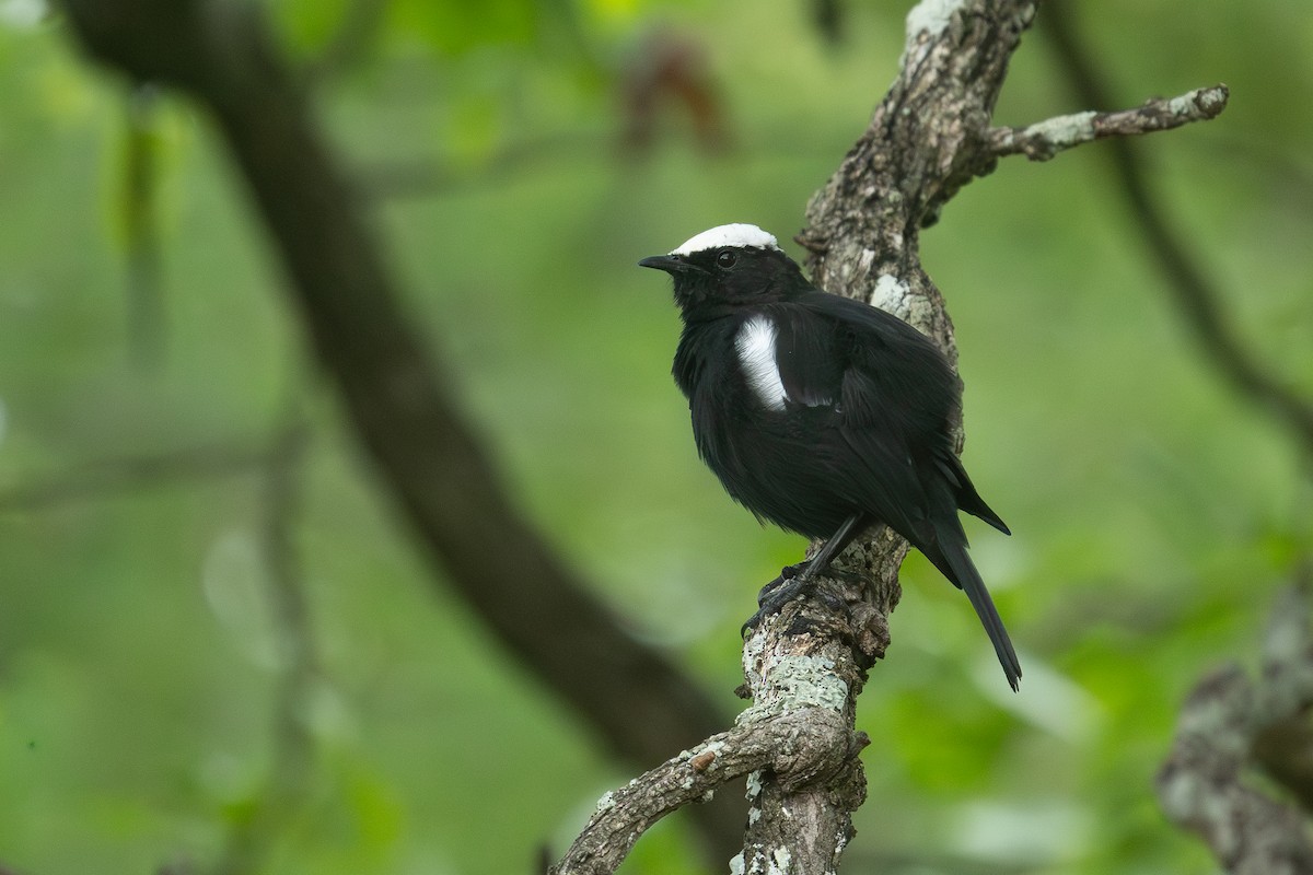 Arnot's Chat (Arnot's) - ML645997197