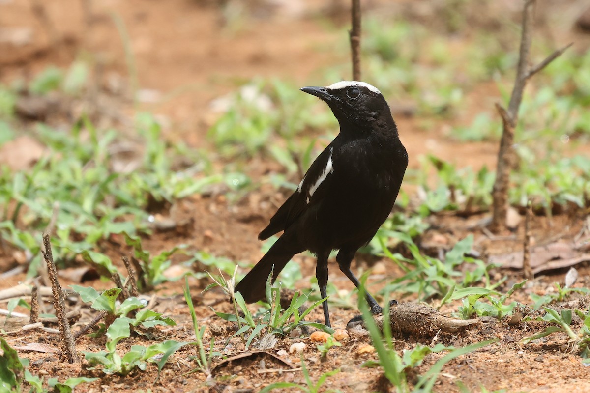 Arnot's Chat (Arnot's) - ML645997198