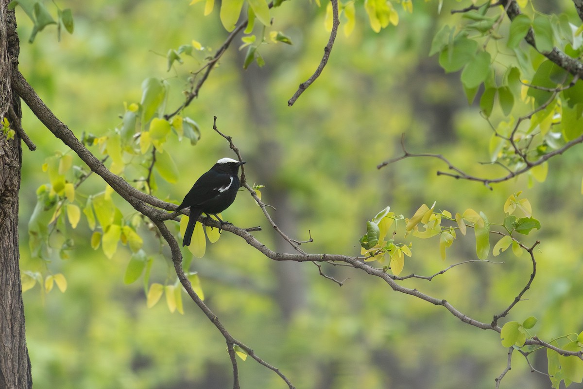 Arnot's Chat (Arnot's) - ML645997199