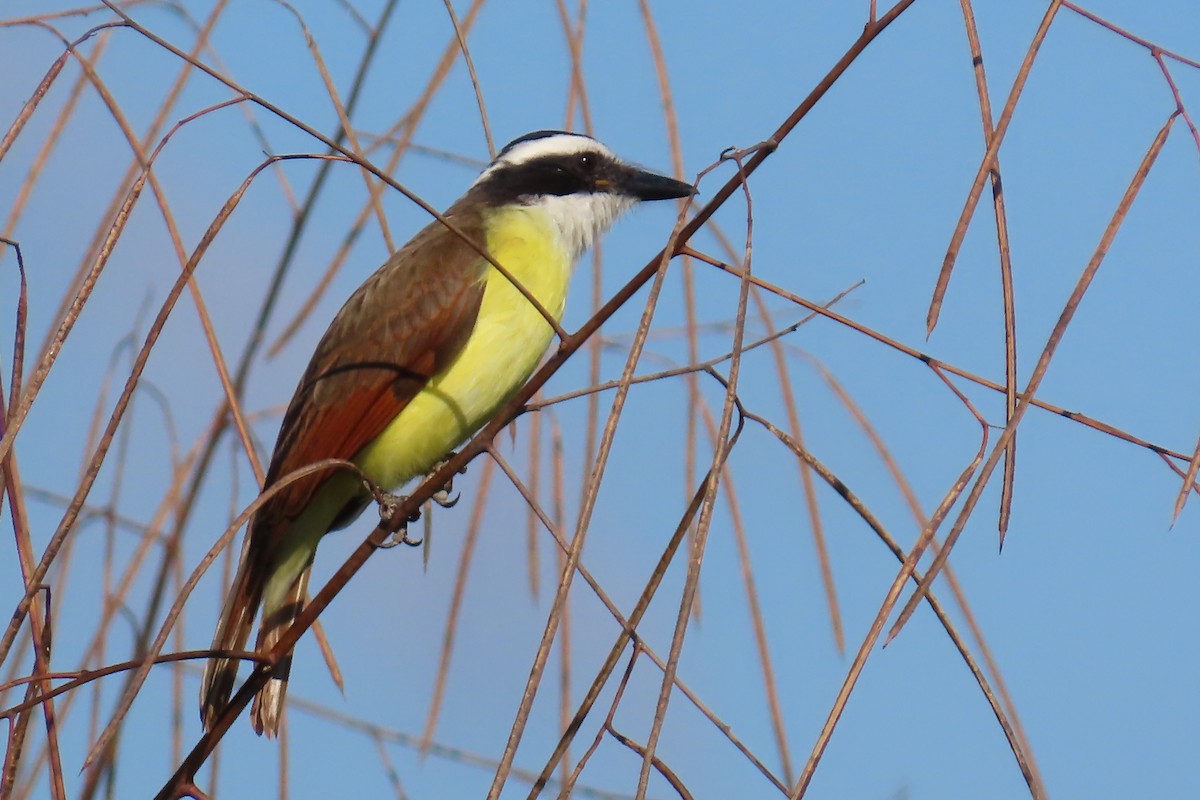 Great Kiskadee - ML645997200
