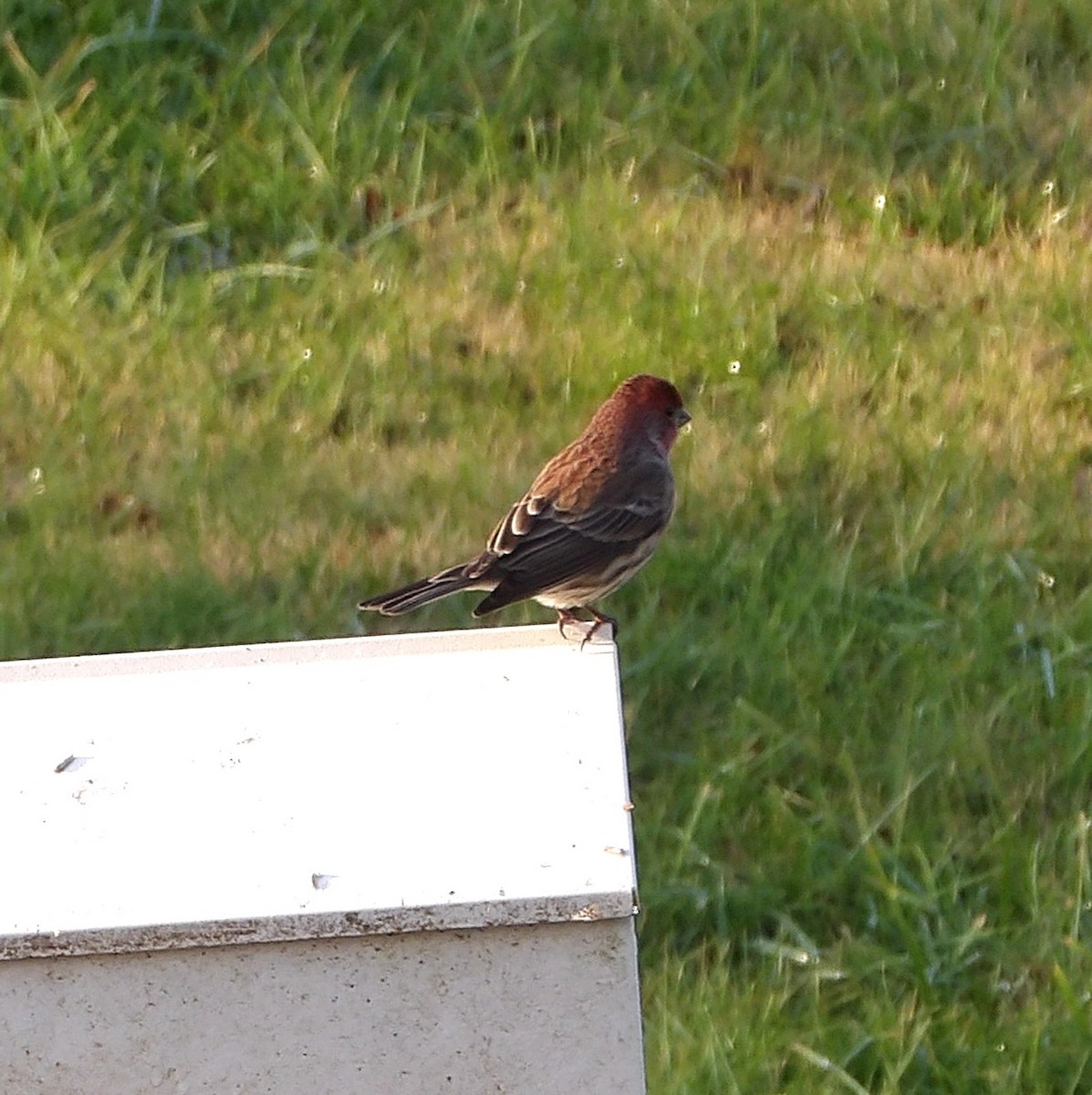 House Finch - ML645997202