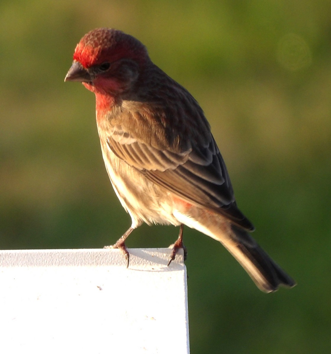 House Finch - ML645997203