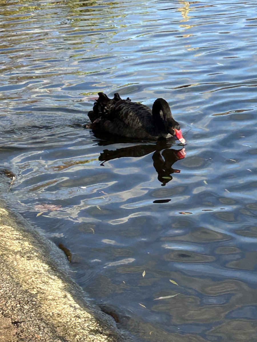 Animals - ML645997208