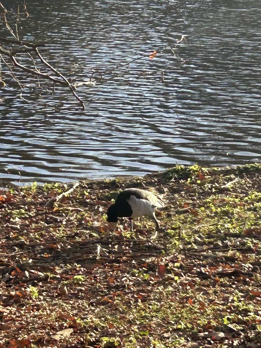 Animals - ML645997210