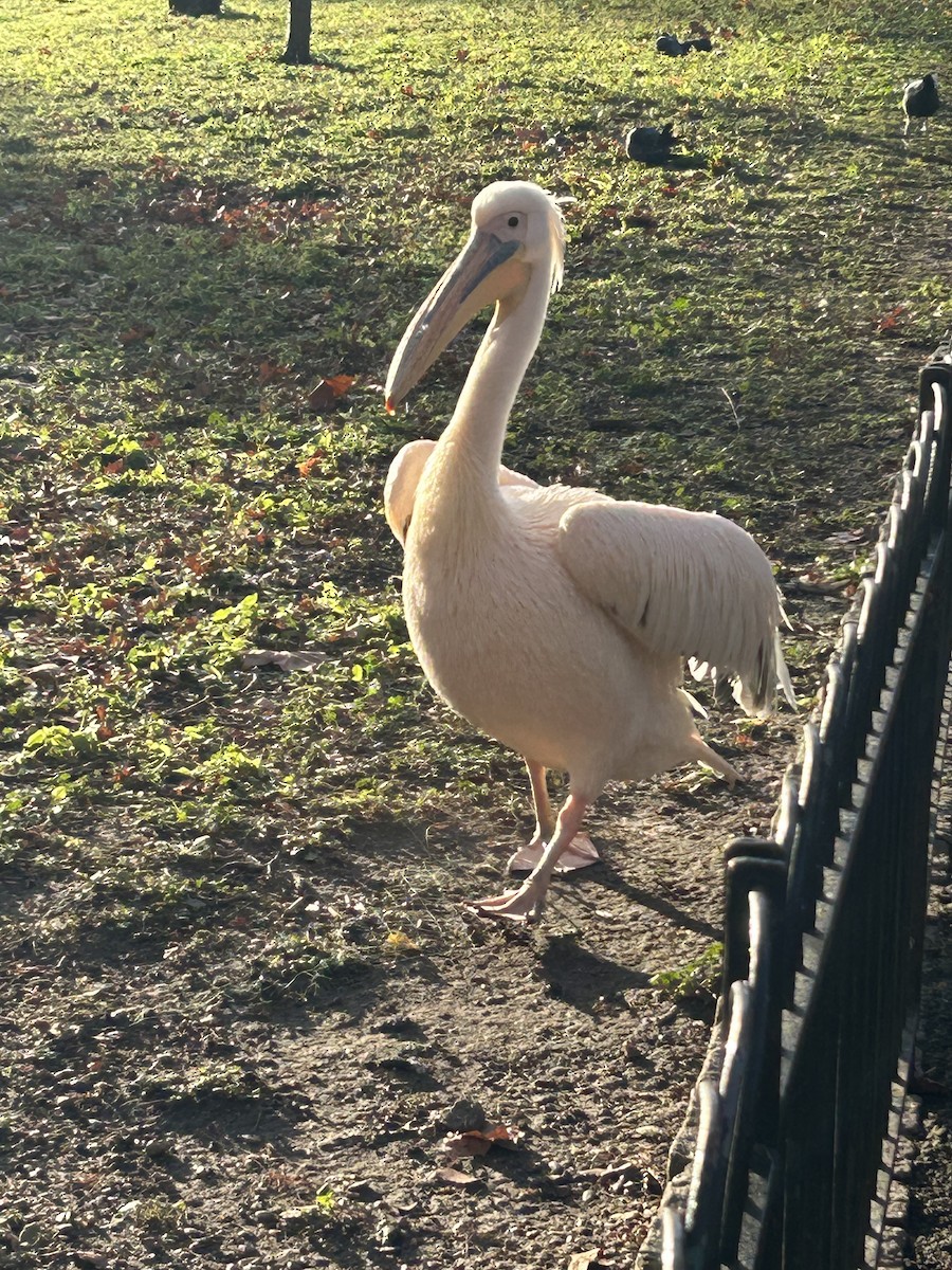 Animals - ML645997211