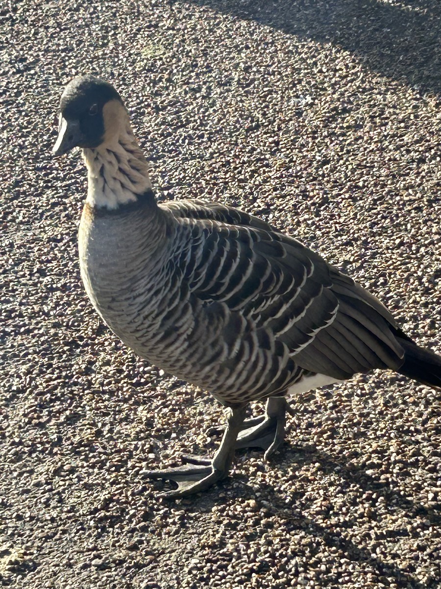 Animals - ML645997212