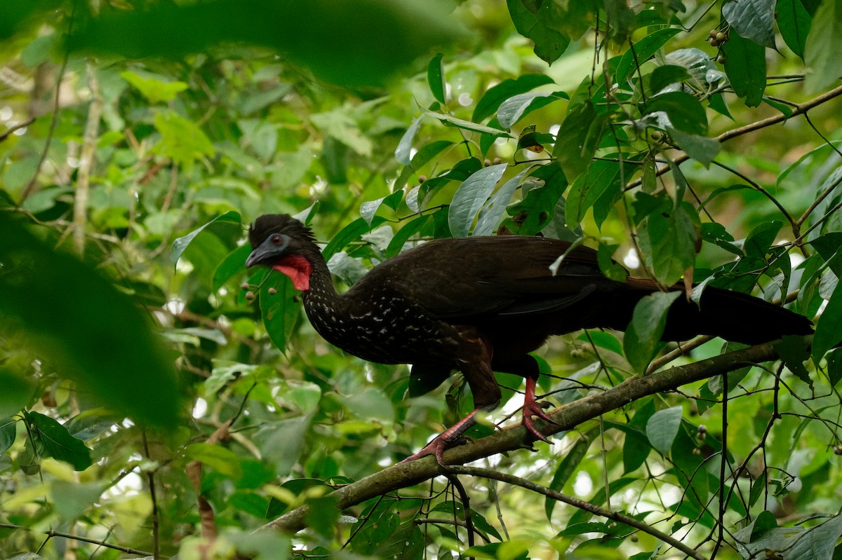 Crested Guan - ML645997213