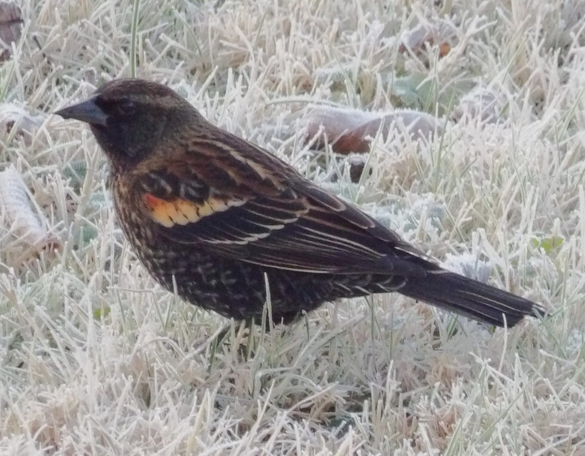 Red-winged Blackbird - ML645997219