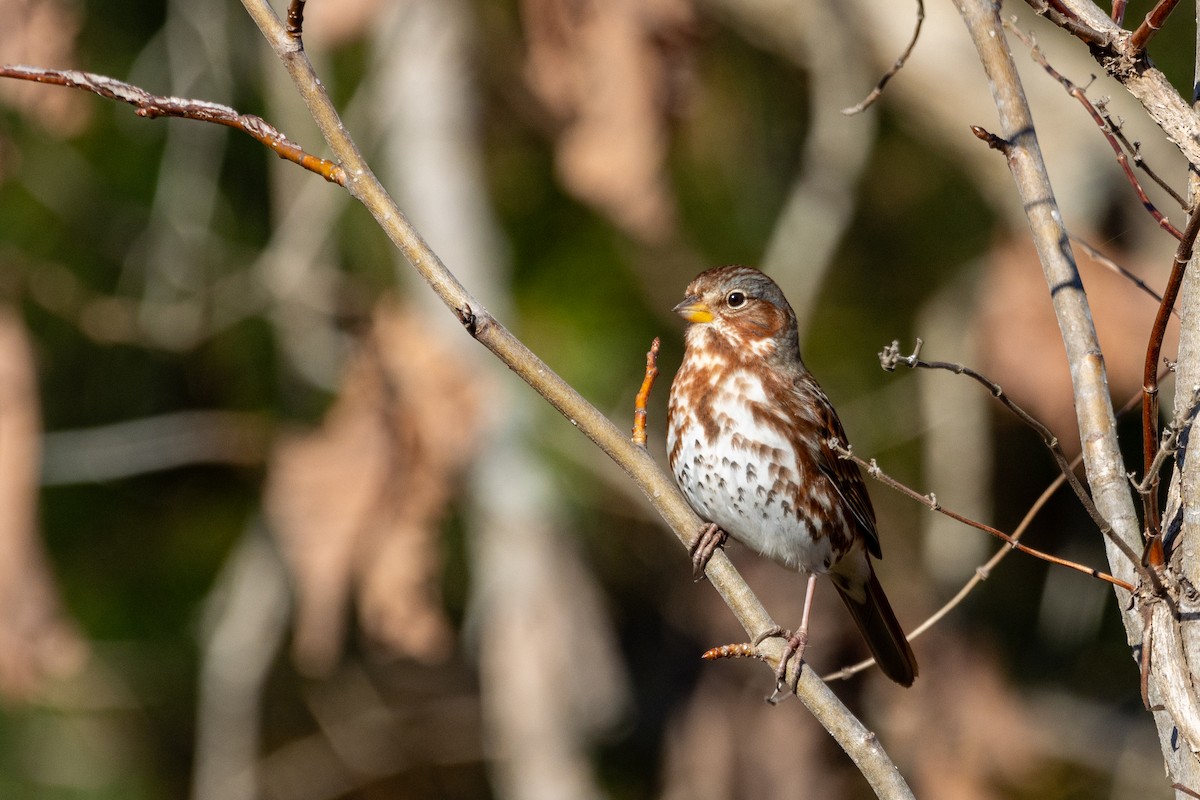 strnadec kaštanový (ssp. iliaca/zaboria) - ML645997222