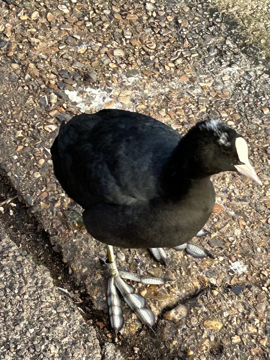 Eurasian Coot - ML645997224