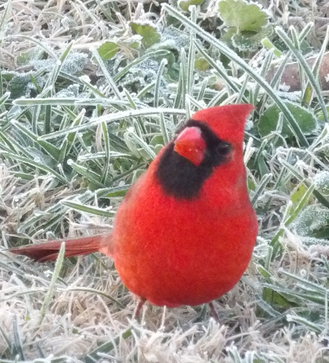 Красный кардинал - ML645997226