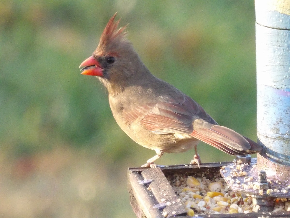 Красный кардинал - ML645997227