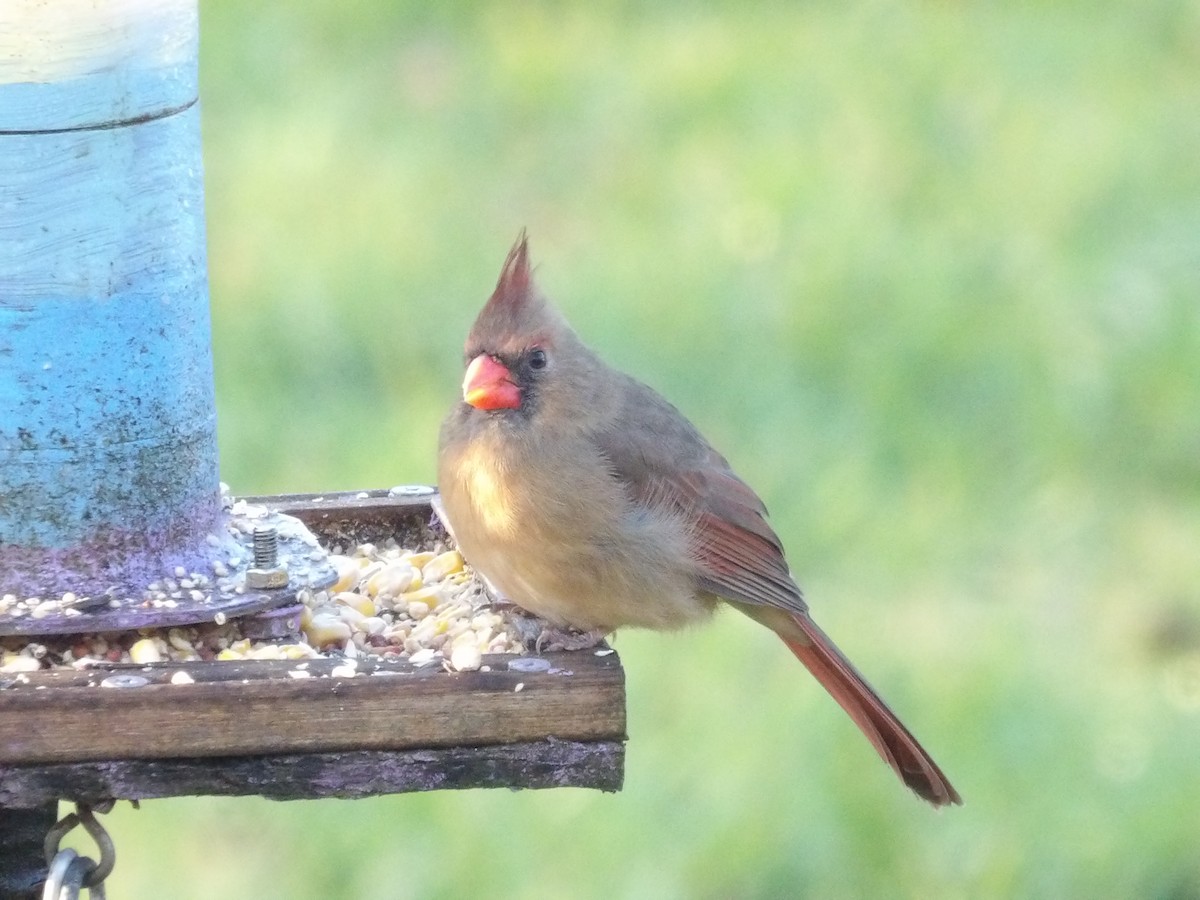 Красный кардинал - ML645997228