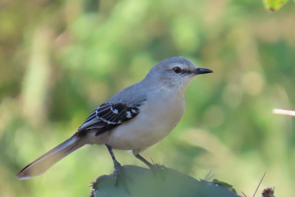 Tropical Mockingbird - ML645997229