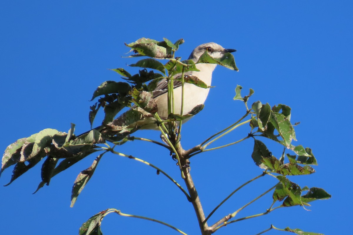 Tropical Mockingbird - ML645997230