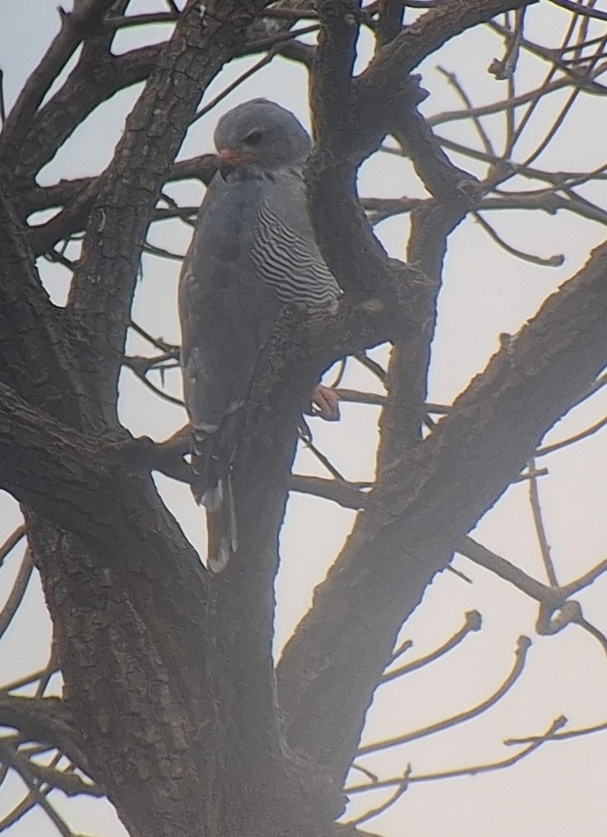 Lizard Buzzard - ML645997239