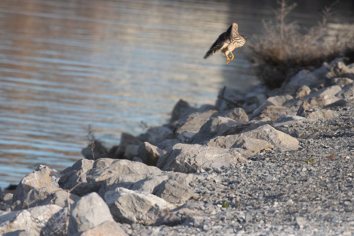 dřemlík tundrový - ML645997243