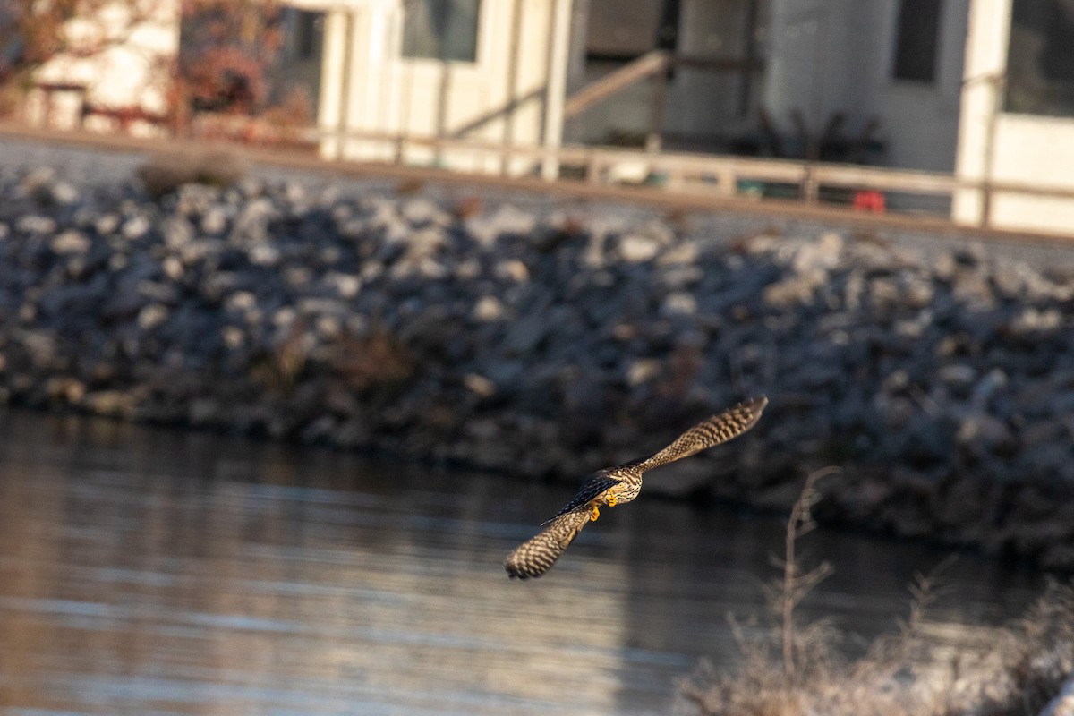 dřemlík tundrový - ML645997244