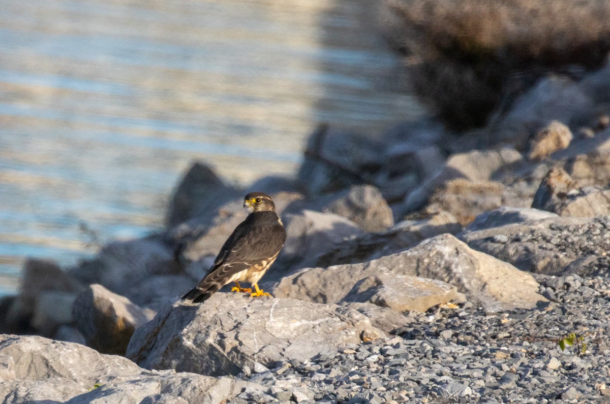 dřemlík tundrový - ML645997245