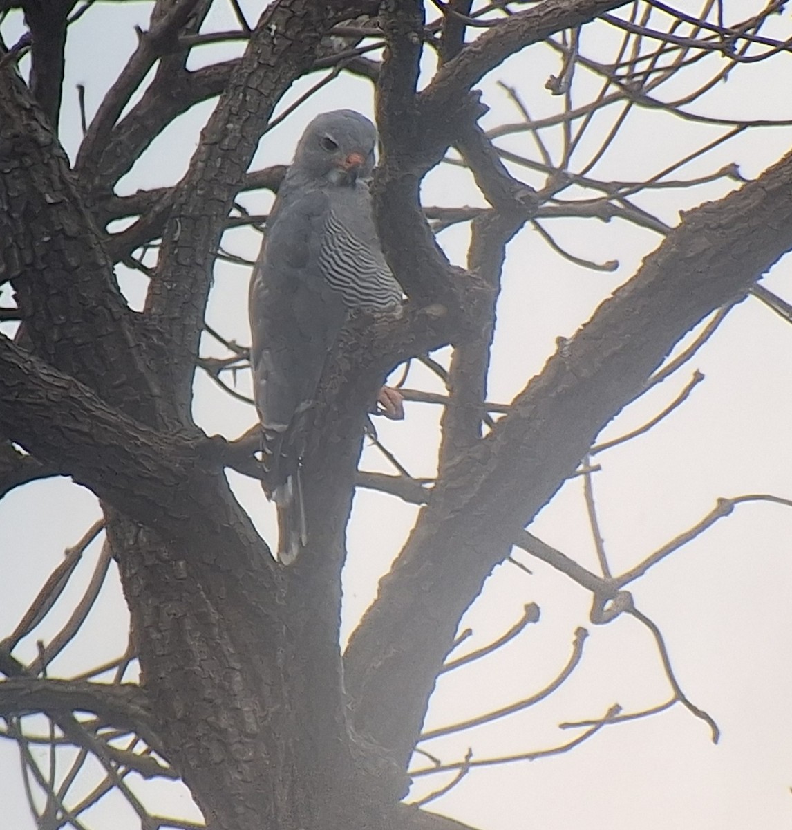 Lizard Buzzard - ML645997249