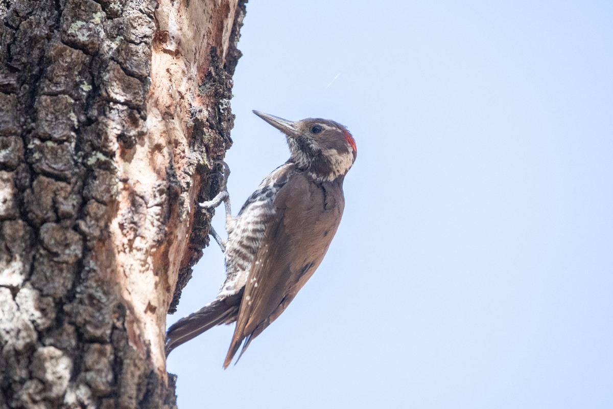 Arizona Woodpecker - ML645997251