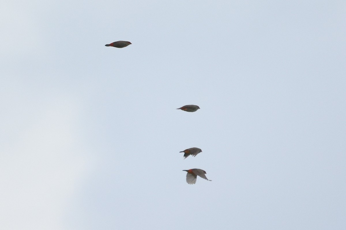 Zebra Waxbill - ML645997252