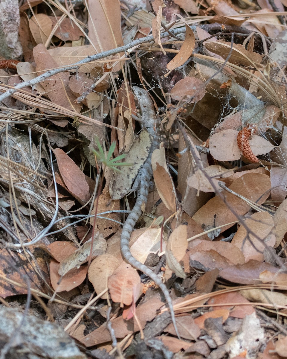 Madrean Alligator Lizard - ML645997253