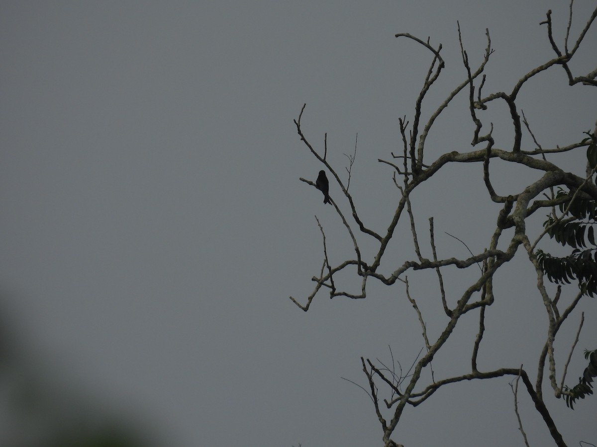 Velvet-mantled Drongo - ML645997256