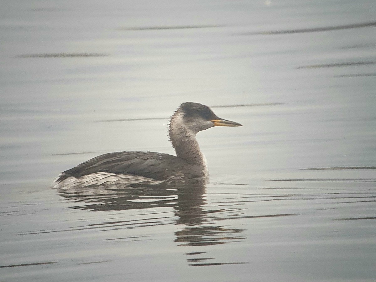 Somormujo Cuellirrojo - ML645997257