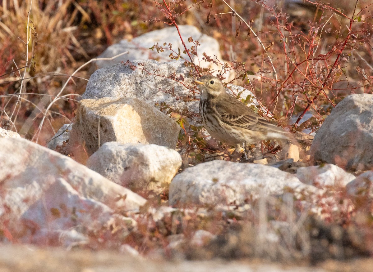 linduška tundrová - ML645997259