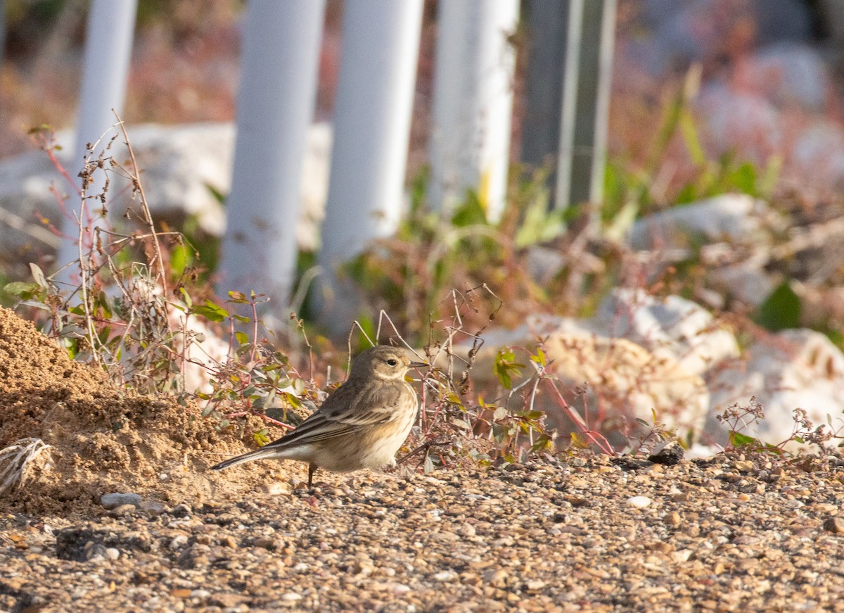 linduška tundrová - ML645997260